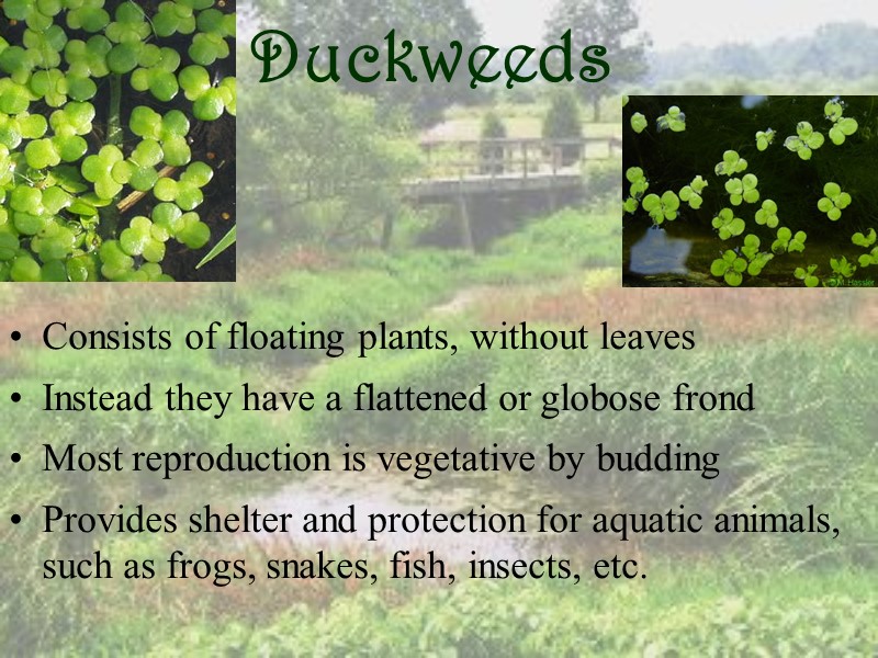 Duckweeds Consists of floating plants, without leaves Instead they have a flattened or globose